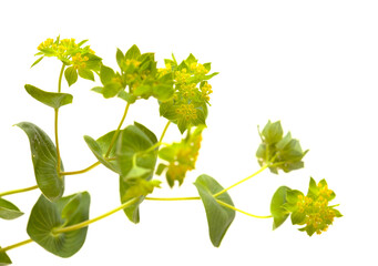 Bupleurum rotundifolium, hare's ear or hound's ear plant branch isolated on white background