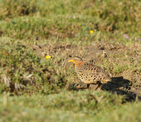 Yellow-legged Buttonquail, Turnix tanki