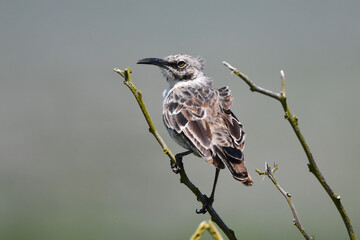 Hood Mockingbird, Mimus macdonaldi