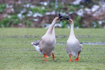 Swan Goose, Anser cygnoides