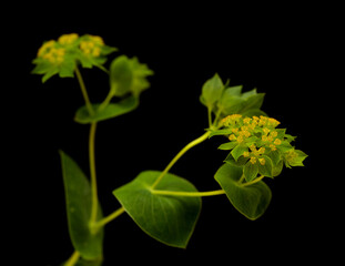 Bupleurum rotundifolium, hare's ear or hound's ear plant branch isolated on black background