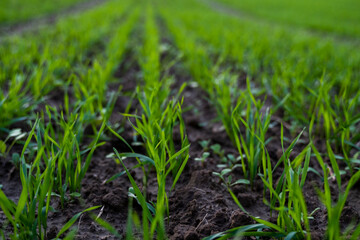 Close up young green wheat seedlings growing in a soil on a field in a sunset. Close up on sprouting rye agriculture on a field in sunset. Sprouts of rye. Wheat grows in chernozem planted in autumn.