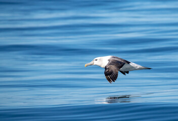 White-capped Albatross, Thalassarche steadi