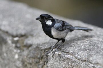 Ishigaki Japanese Tit, Parus minor nigriloris