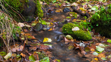 A little brook in the autumn forest. Colored autumn foliage.
