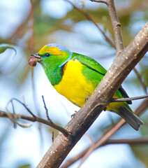 Golden-browed Chlorophonia, Chlorophonia callophrys