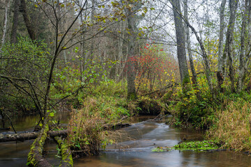 Fototapeta na wymiar A little brook in the autumn forest. Colored autumn foliage.