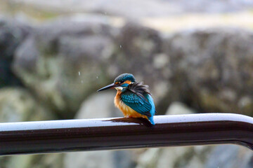 カワセミがかっこいい