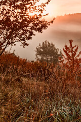 Gras und Bäume im Herbst