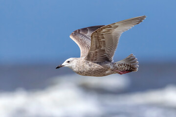 Thayer's Gull, Larus thayeri