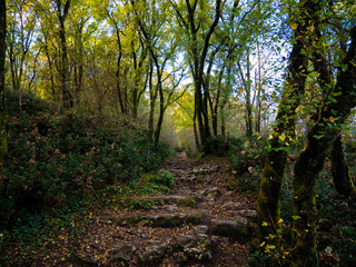Chemin de forêt avec cailloux dans les Alpes françaises en automne