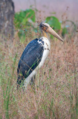 Lesser Adjutant, Leptoptilos javanicus