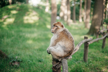 
monkey sits thoughtfully