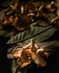 chanterelle mushrooms on a background of autumn variegated textured leaves. autumn still life with mushrooms and leaves. mushrooms and leaves on the black dining table