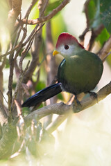 Red-crested Turaco, Tauraco erythrolophus