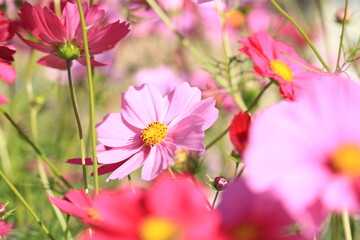 Obraz premium コスモス