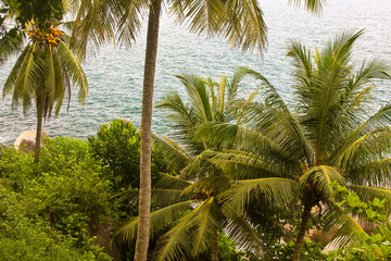 Obraz premium Palmtree Patong Beach , Phuket, Andaman Sea, Thailand, Asia