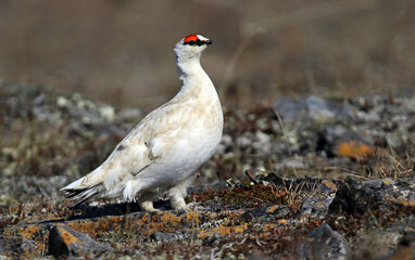 Alaskan Rock Ptarmigan, Lagopus muta kelloggae