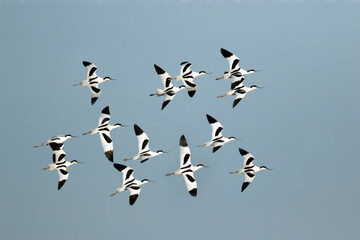 Kluut; Pied Avocet ; Recurvirostra avosetta