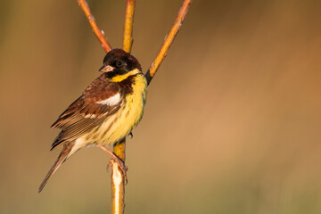 Yellow-breasted Bunting, Emberiza aureola aureola