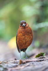 Giant Antpitta, Grallaria gigantea