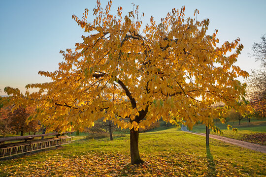 Hebst Obstbaum 