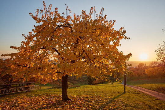 Hebst Obstbaum 