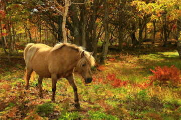 紅葉の安比高原