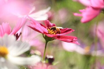 蜂とコスモス