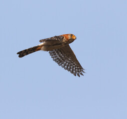 White-rumped Falcon, Polihierax insignis