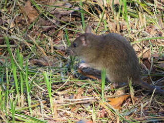 beautiful mouse in the countryside looking for food
