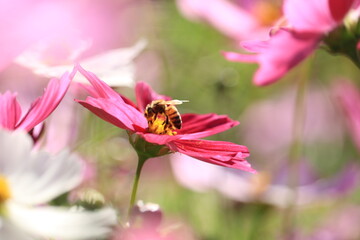 蜂とコスモス