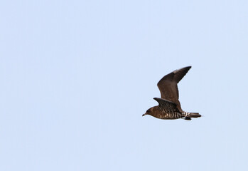 Long-tailed Skua, Stercorarius longicaudus