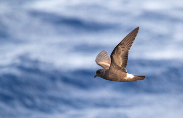 Madeiran Storm Petrel, Oceanodroma castro granti