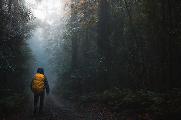 Person with backpack walking in a rainy tropical forest