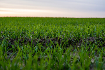 Close up young wheat seedlings growing in a field. Green wheat growing in soil. Close up on sprouting rye agriculture on a field in sunset. Sprouts of rye. Wheat grows in chernozem planted in autumn.