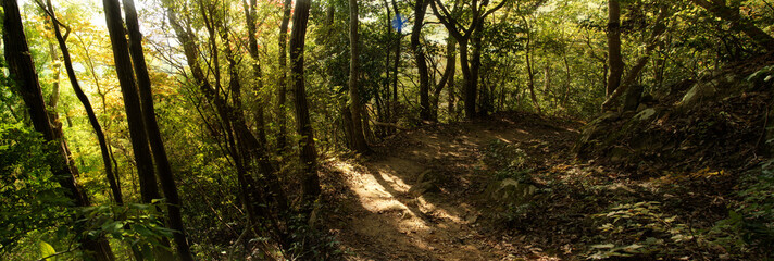 兵庫県・羽束山早朝の登山道