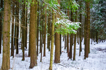 Naklejka premium the first snow in the forest