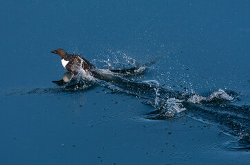 Naklejka premium Thick-billed Murre, Uria lomvia