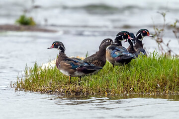 Wood Duck