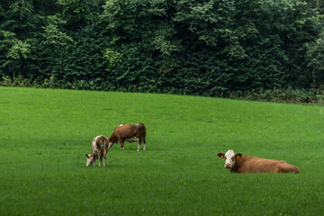 Obraz na płótnie Canvas cows on a green pasture in the nature