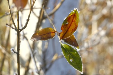 Autumn leaves with frost