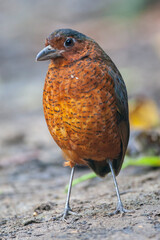 Giant Antpitta, Grallaria gigantea