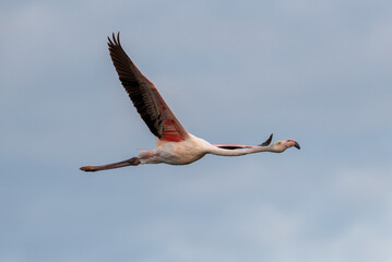 Flamingo flying