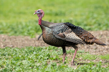 Wild Turkey, Meleagris gallopavo
