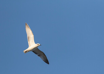 Mediterranean Gull, Ichthyaetus melanocephalus