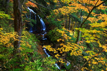 紅葉の安比高原