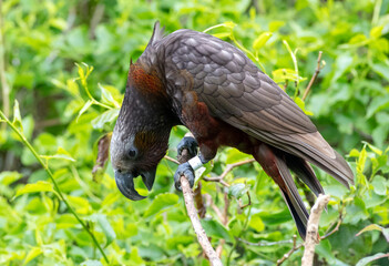 Kaka, Nestor meridionalis septentrionalis