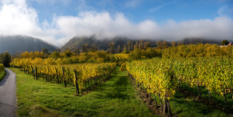 Fototapeta na wymiar Wachauer Weingartenpanorama im Herbst