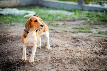 dog of breed of beagle on a natural green background